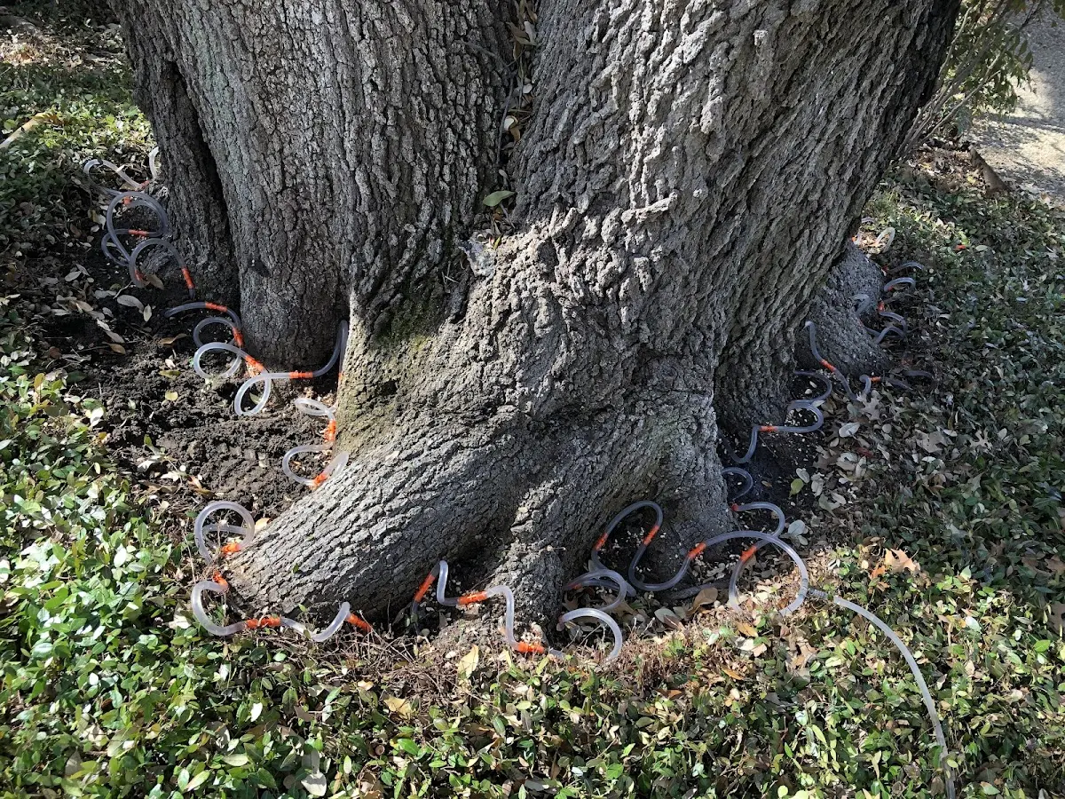 Detailed Shrub and Hedge Trimming job site in Chaffee