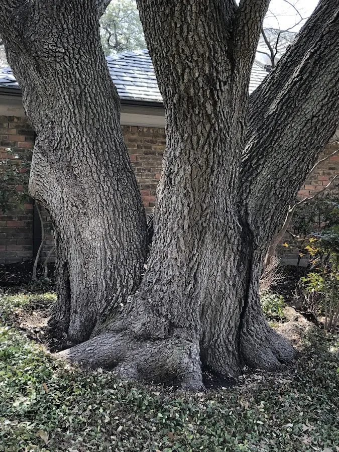 Mature heritage tree close to a Chaffee property cared for by certified arborists